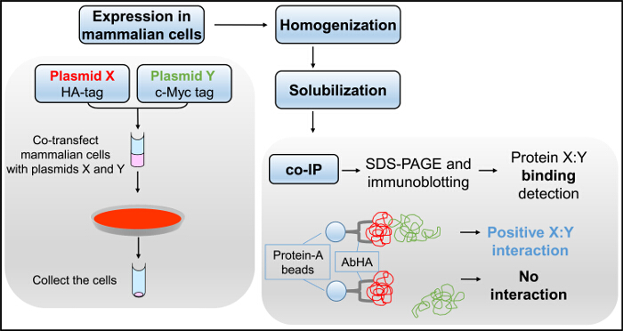 Mammalian cell expression, co-transfection, co-IP, SDS-PAGE, protein interaction detection diagram.