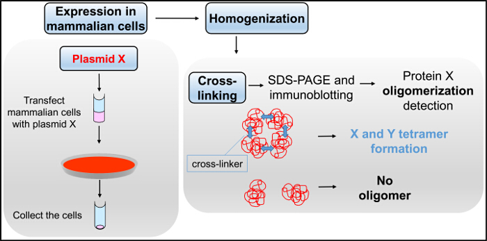 Expression in mammalian cells, plasmid transfection, SDS-PAGE, protein oligomerization diagram.