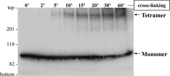 Cross-linking experiment; protein gel electrophoresis; monomer-tetramer analysis; time-course study.