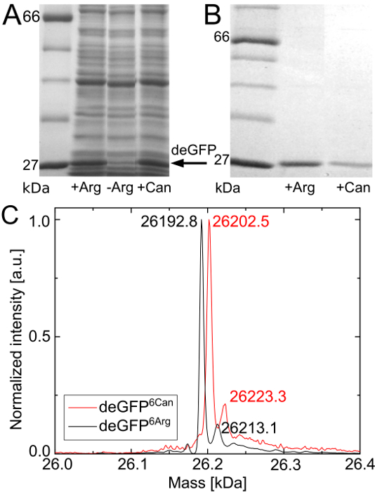 SDS-PAGE gel protein analysis and mass spectrometry graph for deGFP expression with Arg, Can treatments.