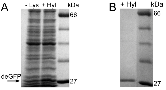 SDS-PAGE gel showing protein bands for lysate comparison; molecular weight markers 66-27 kDa.