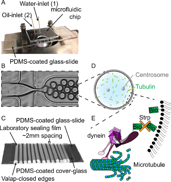 Microfluidic chip diagram: PDMS setup, centrosome-tubulin tracking, dynein interaction study.