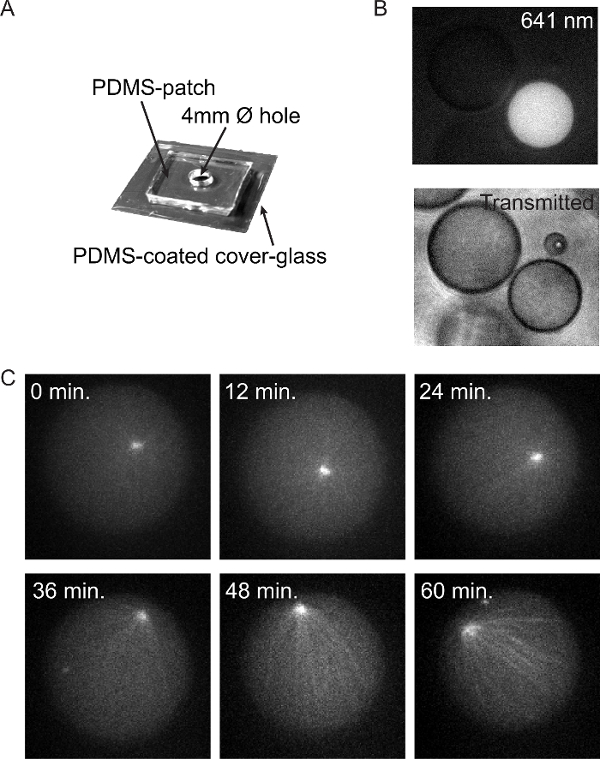 PDMS setup; diagram showing oil drop micromanipulation for diffusion experiment at 641nm over time.