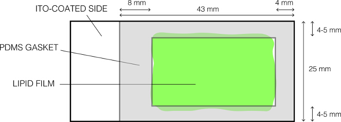 ITO-coated slide with PDMS gasket, lipid film; schematic diagram in spectroscopy context.