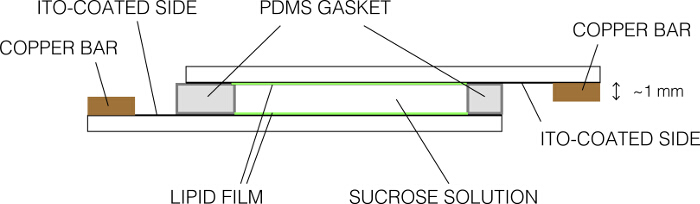 Lipid bilayer setup diagram with ITO-coated sides, PDMS gasket, copper bars, sucrose solution.