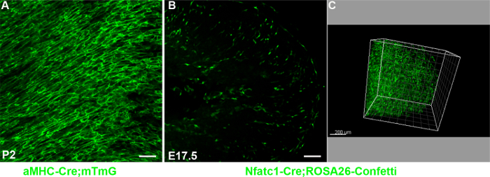 figure-results-3 Microscopy images of gene expression in heart tissue, depicting cellular arrangement and 3D structure.