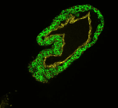 figure-results-4 Microscopy image showing fluorescence in plant tissue; cell structure analysis.
