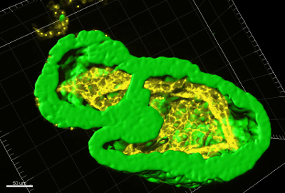 figure-results-5 3D microscopy image, cell division process, fluorescence labeling, cellular structure analysis.