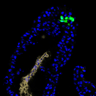 figure-results-6 Fluorescent microscopy image of cellular structures with blue nuclei and green marked proteins.