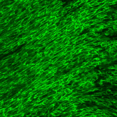 figure-results-7 Fluorescence microscopy image of green-stained cells; cellular structure, protein localization analysis.