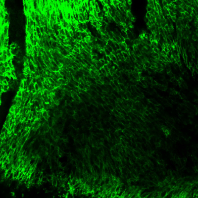 figure-results-8 Fluorescence microscopy image of green-stained tissue; cell structure visualization, biological study.