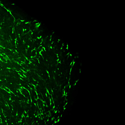 figure-results-9 Fluorescence microscopy image showing cellular structures highlighted by green fluorescence staining.
