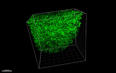 figure-results-10 3D microscopy of cellular network; fluorescence imaging; diagram; tissue structure visualization.