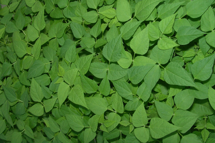 Dense green foliage, possibly soybean plants, key for photosynthesis and agricultural studies.