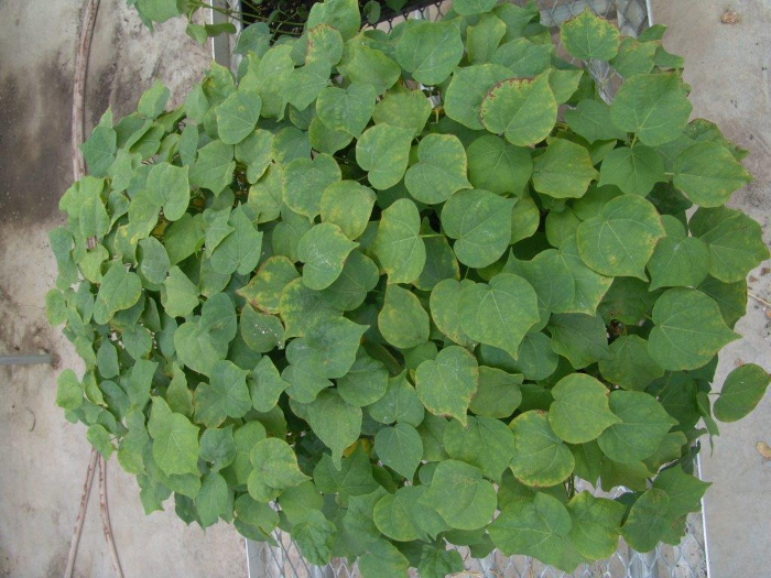 Healthy plant foliage; research on leaf growth and photosynthesis efficiency.