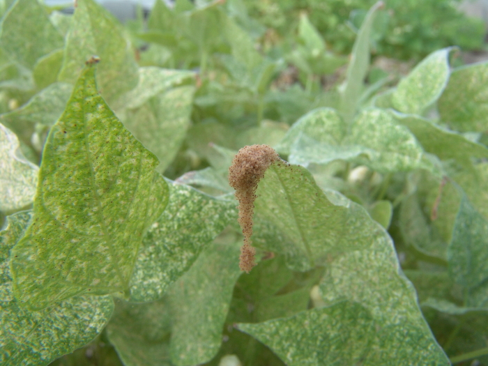 Plant mite infestation on green leaves; pest analysis, agricultural impact study, plant pathology.