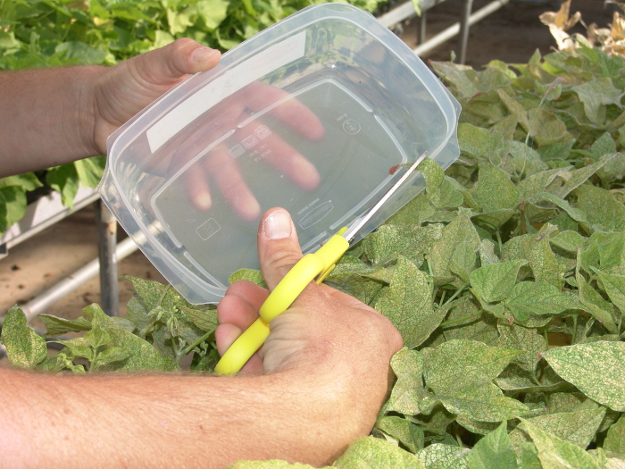 Plant sampling method; harvesting leaves with scissors in agricultural research experiment.
