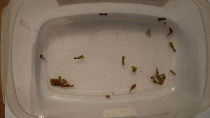 Insects devouring leaves in a container; experiment on leaf degradation, ecological impact study.