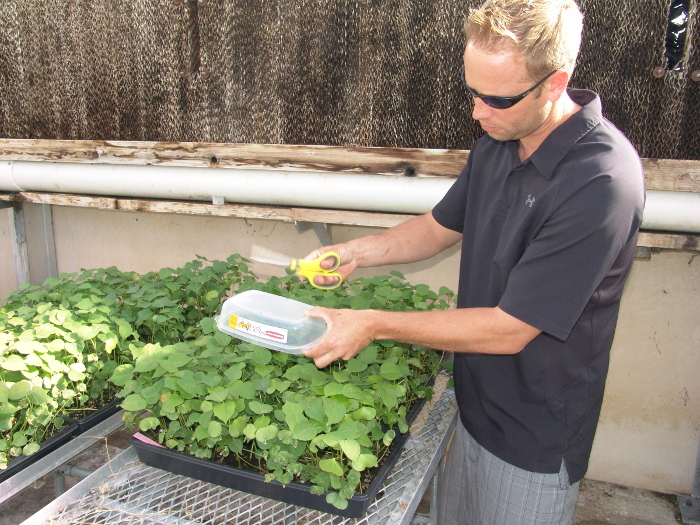 Plant propagation methodology, person using scissors over trays of seedlings in greenhouse setting.