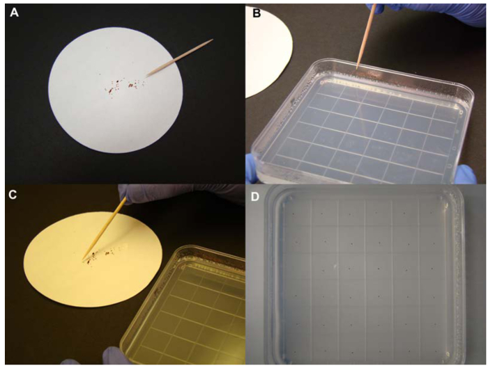 figure-results-2 Bacterial colony picking process, Petri dish, toothpick tool, grid pattern, microbiology experiment.