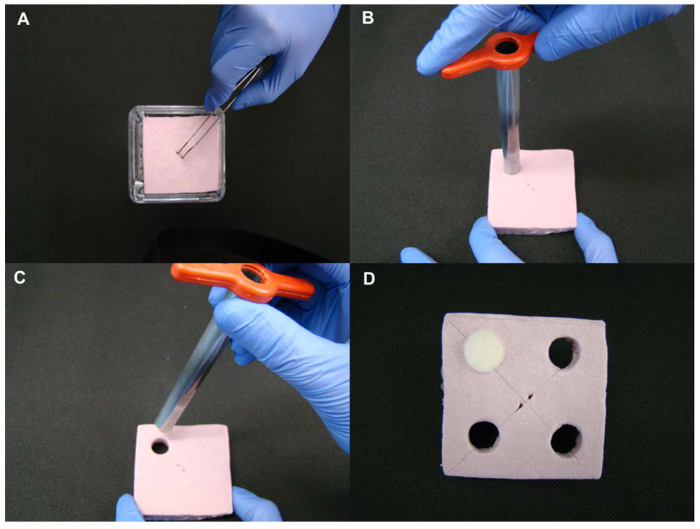 figure-results-4 Biochemistry experiment setup showing sample insertion into gel matrix for diffusion analysis.