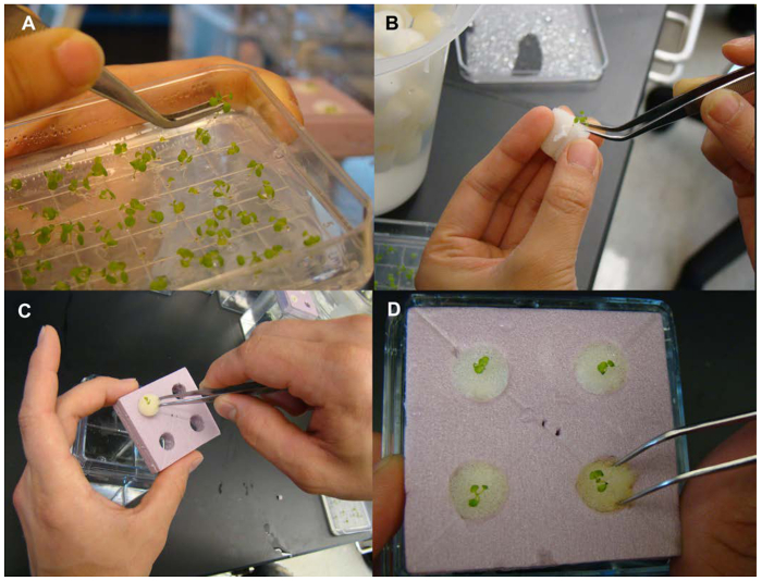 figure-results-6 Plant tissue culture; micropropagation; laboratory steps; explant preparation, growth medium setup.