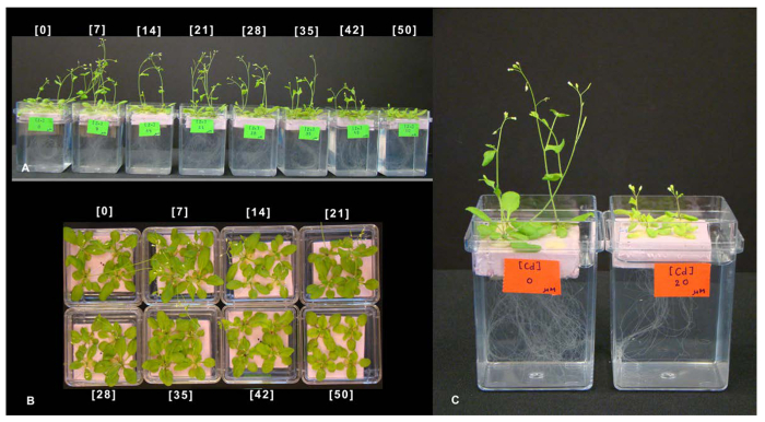 figure-results-7 Plant growth under variable conditions; experimental analysis; cadmium exposure effects; seedlings in containers.