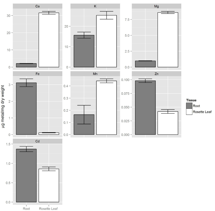 figure-results-8 Metal concentration bar charts for root and rosette leaf; Ca, K, Mg, Fe, Mn, Zn, Cd comparison.