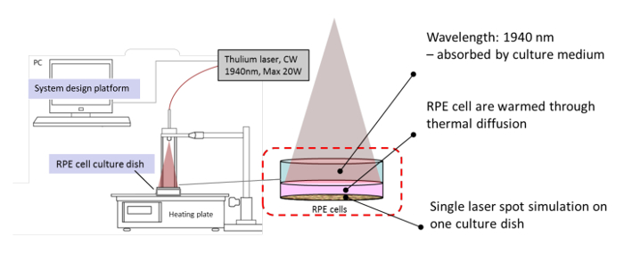 Laser heating diagram; thulium laser setup; RPE cell thermal diffusion.