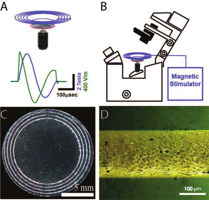 Transcranial magnetic stimulation: experimental setup and results, including magnetic field diagram.
