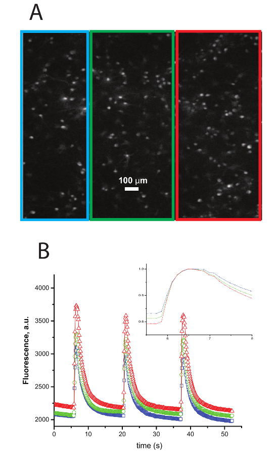 Fluorescence microscopy image and kinetic graph showing protein interaction analysis and decay fitting.