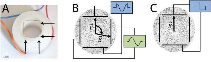 Electromagnetic field diagram with coil and waveforms in static equilibrium, illustrating field vectors.
