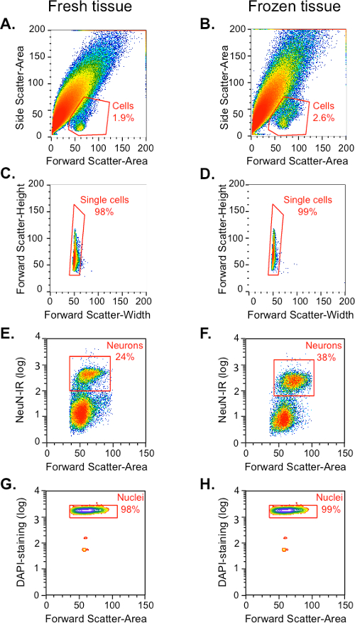 figure-results-1 Flow cytometry scatter plots; fresh vs. frozen tissue cell analysis; single cell/neuron identification.