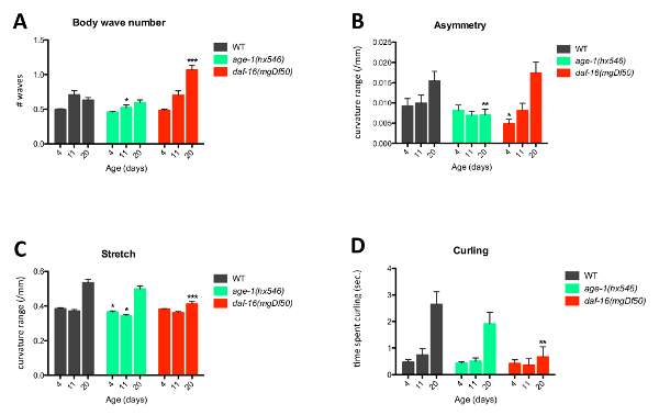 figure-results-2 Body wave analysis charts showing wave number, asymmetry, stretch, curling vs. age in different strains.