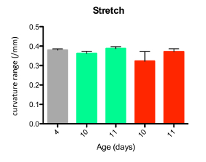 figure-results-5 Bar chart of curvature range vs. age, revealing stretch changes over days in a scientific study.