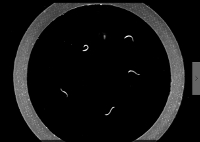 figure-results-6 Microscope image of C. elegans motility assay in circular arena, showcasing nematode movement analysis.