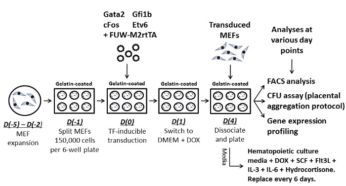Reprogramming Mouse Embryonic Fibroblasts with Transcription Factors to ...