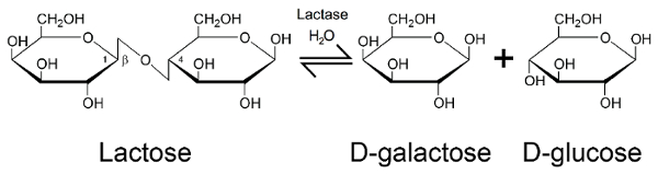 Lactose hydrolysis reaction diagram; lactase converts lactose to D-galactose and D-glucose.