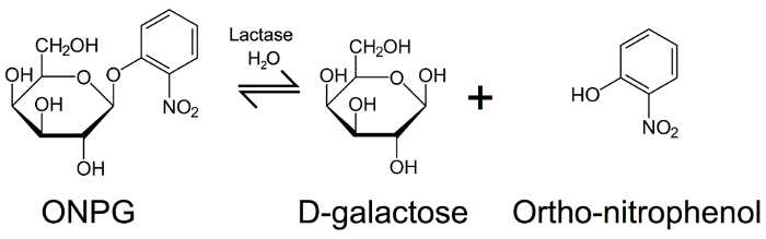 Enzymatic hydrolysis reaction diagram: ONPG to D-galactose and Ortho-nitrophenol by lactase.