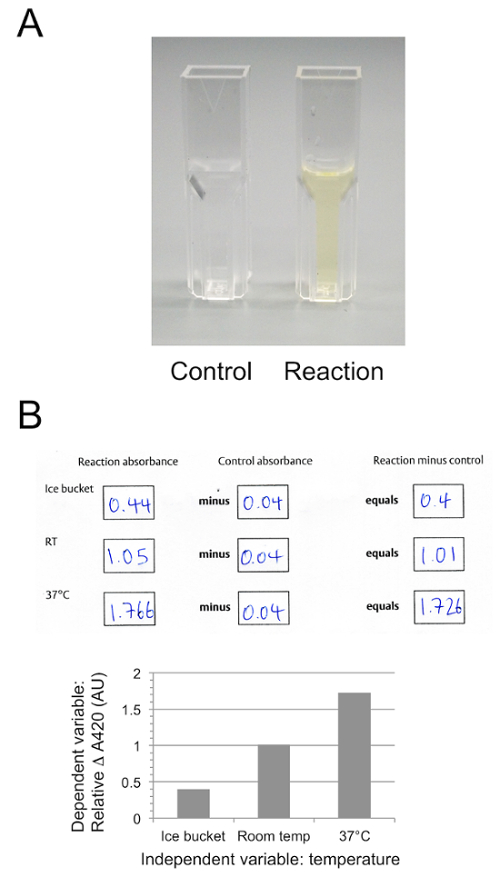 Spectrophotometry experiment: cuvettes, absorbance data comparison table, and temperature impact graph.