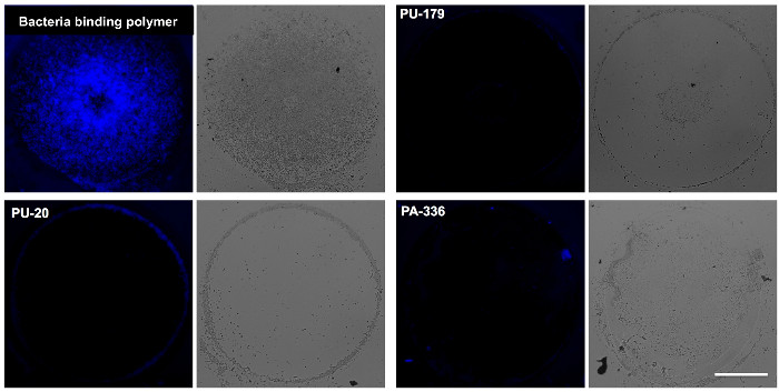figure-results-3 Bacteria binding polymer experiment, fluorescence microscopy, polymer effectiveness evaluation, bacterial adhesion.