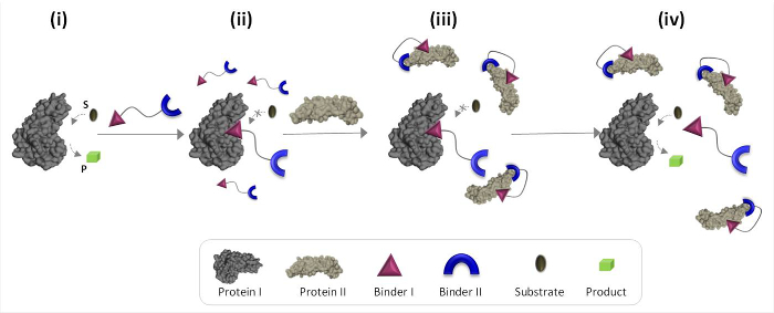 figure-introduction-1 Protein assembly diagram; substrate binding and product formation process with molecular binders.