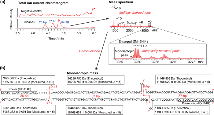 Total ion current chromatogram, mass spectrum, DNA sequencing results, deconvolution, isotopic peaks.