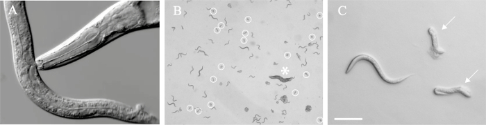 Microscopy images of nematodes; panels show morphology and distribution; biological study results.