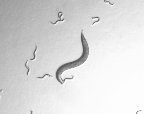 Caenorhabditis elegans, microscope image illustrating nematode study, model organism research.