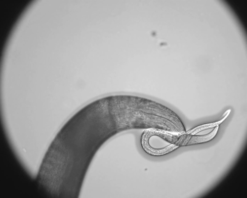Microscope image of nematode, C. elegans, showing detailed structure for genetic study analysis.