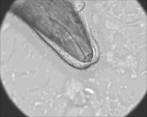 Root tip under microscope, cell structure, growth analysis, plant biology, microscopic image.