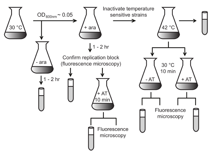 figure-protocol-1