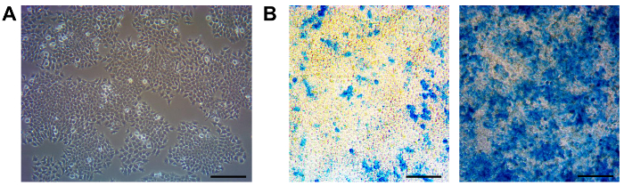 Cell culture microscopy, dye-stained cells; experiment on cellular differentiation, viability assessment.