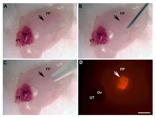 figure-results-1 Ovarian tissue manipulation series, including fluorescence view; developmental biology research.